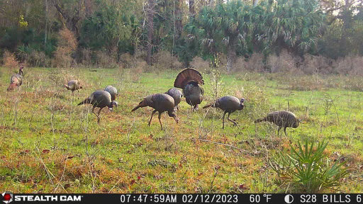 3 Day 4 Night Osceola Turkey Hunt